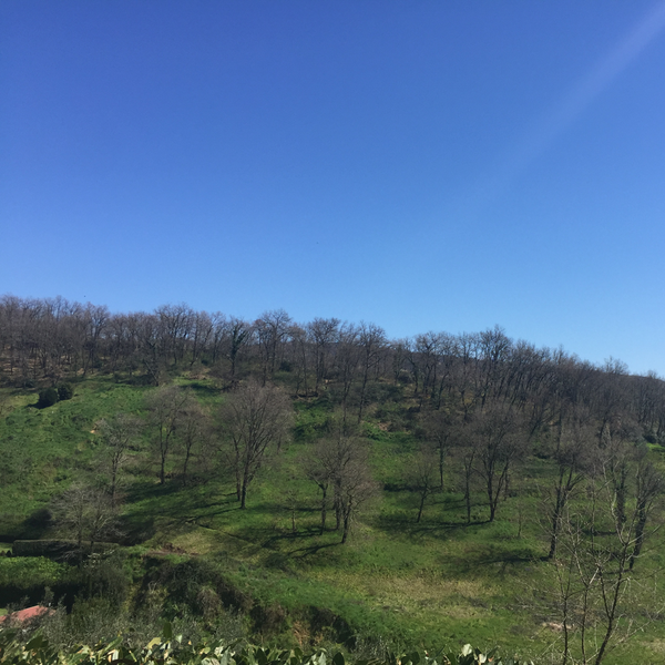 Il Borghetto Andrea Tafi